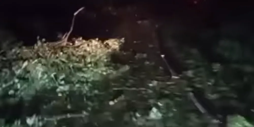 Imagens mostram árvores caídas sobre a estrada