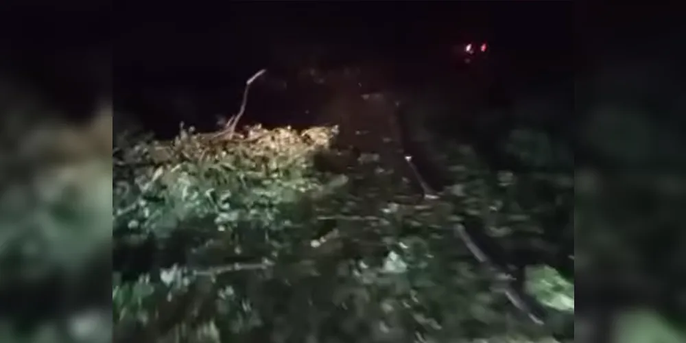 Imagens mostram árvores caídas sobre a estrada