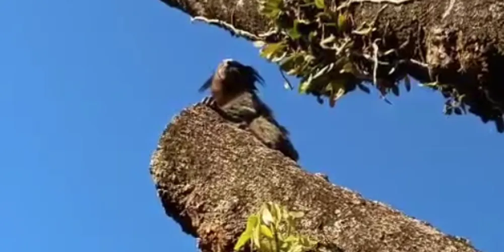 Animal saiu rumo bairro Uvaranas; segundo a moradora, ele estava brincando em seu quintal.
