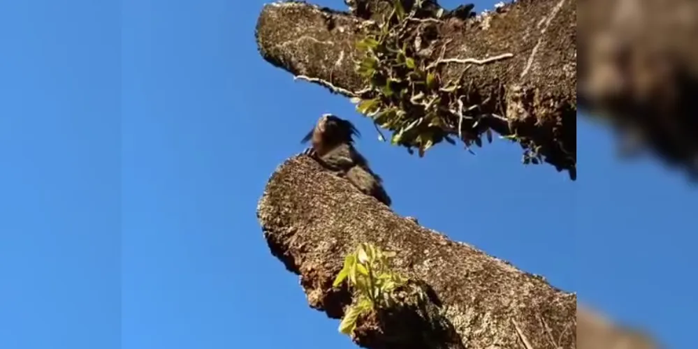 Animal saiu rumo bairro Uvaranas; segundo a moradora, ele estava brincando em seu quintal.
