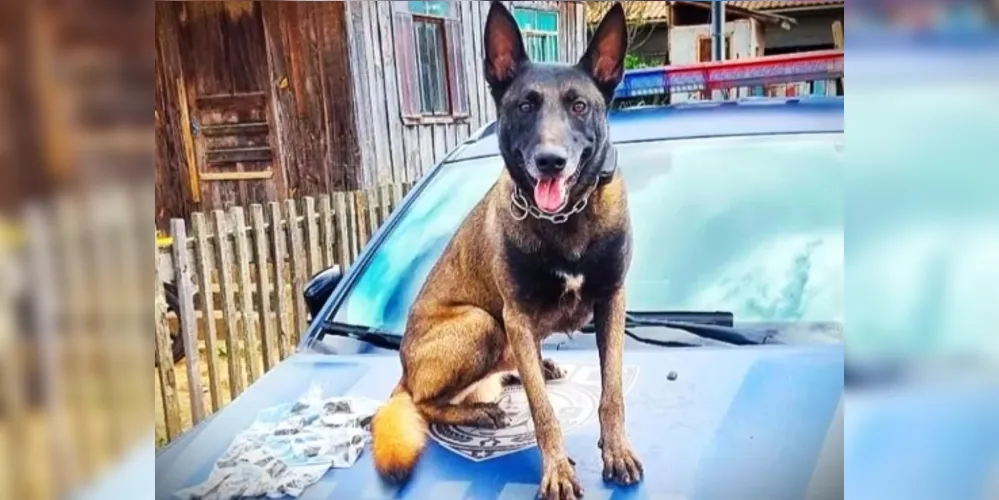 Cão de faro Bolt participou da abordagem policial