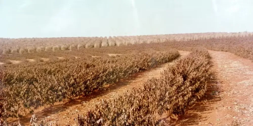 O Norte do Paraná teve 900 milhões de pés de café prejudicados pelo fenômeno climatológico