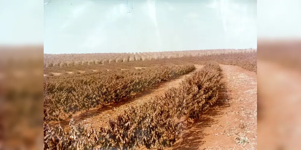 O Norte do Paraná teve 900 milhões de pés de café prejudicados pelo fenômeno climatológico