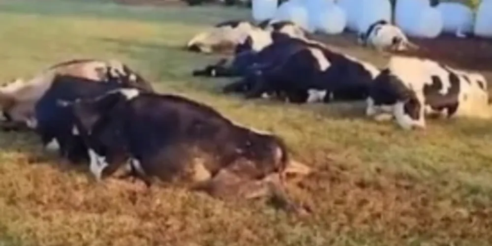 O descarte inadequado de carcaças pode levar à contaminação do solo e da água