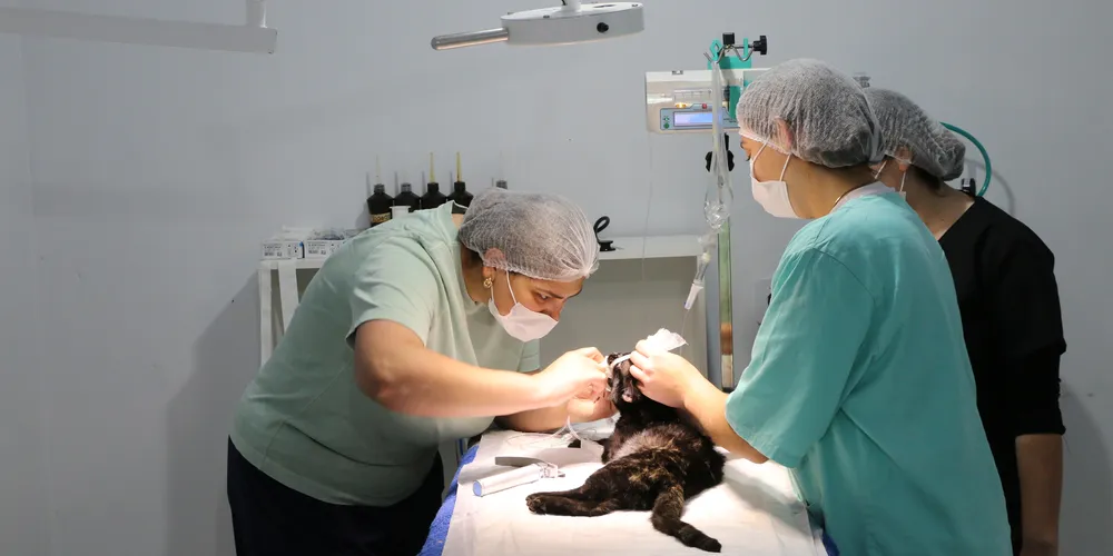 Procedimento é realizado em cães e gatos de forma gratuita