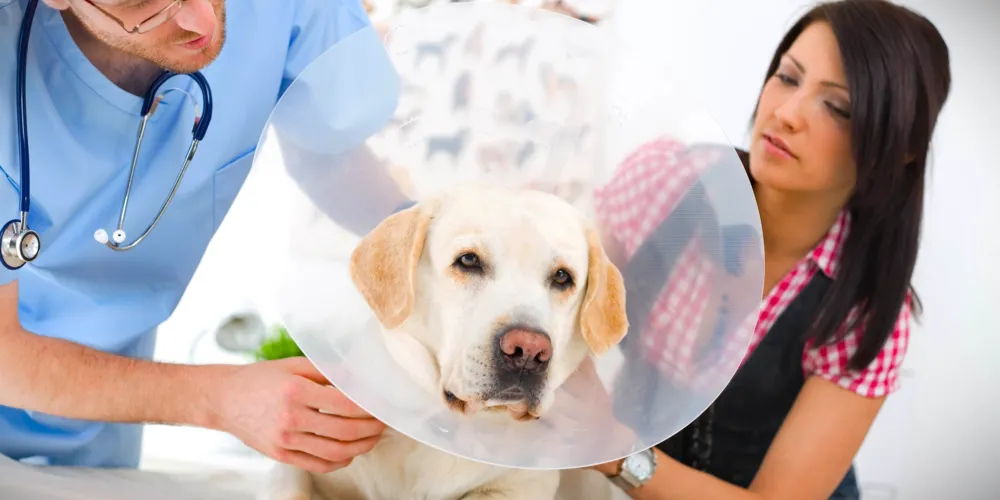 Observatório da OAB afirma que castrações são necessárias para o controle populacional dos animais