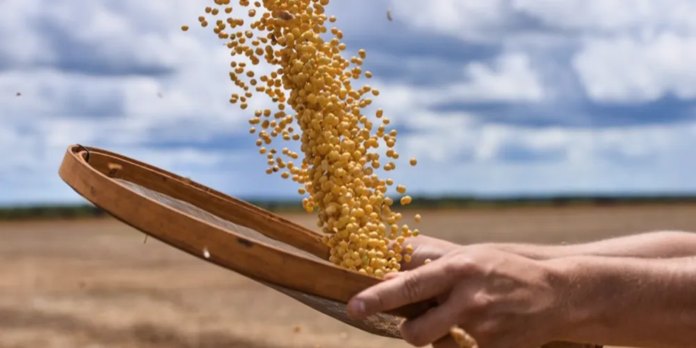 O aumento das exportações da soja do Brasil para o mercado chinês foi de 13,9% em julho.