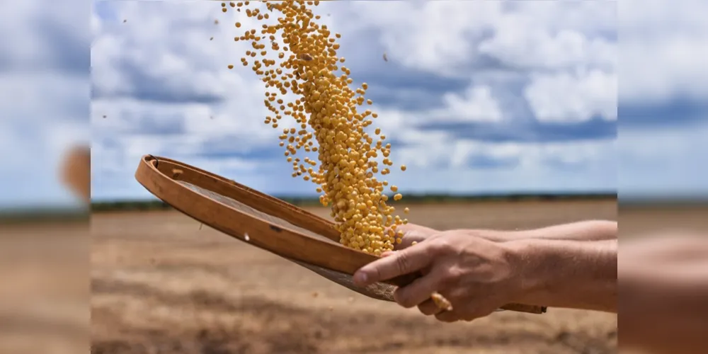 O aumento das exportações da soja do Brasil para o mercado chinês foi de 13,9% em julho.