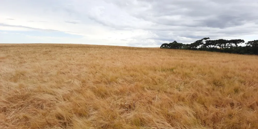 Desafio da Cevada acontece nos dias 27 e 28 de agosto, na Lapa.
