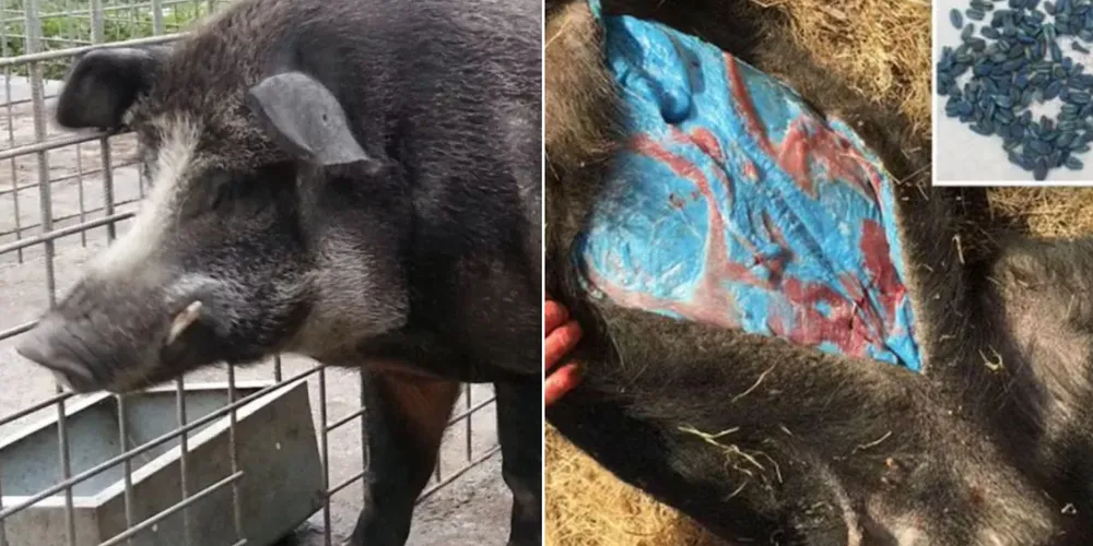 Fenômeno está transformando carne dos porcos selvagens em azul neon