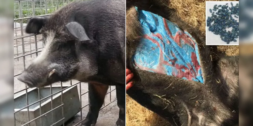 Fenômeno está transformando carne dos porcos selvagens em azul neon