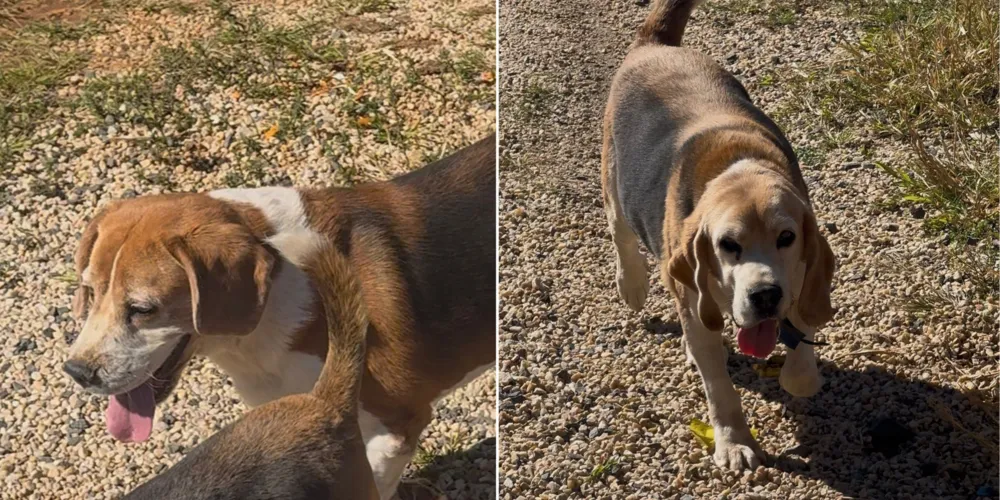 Tutora pede ajuda para encontrar cães desaparecidos no 'Santa Lúcia'