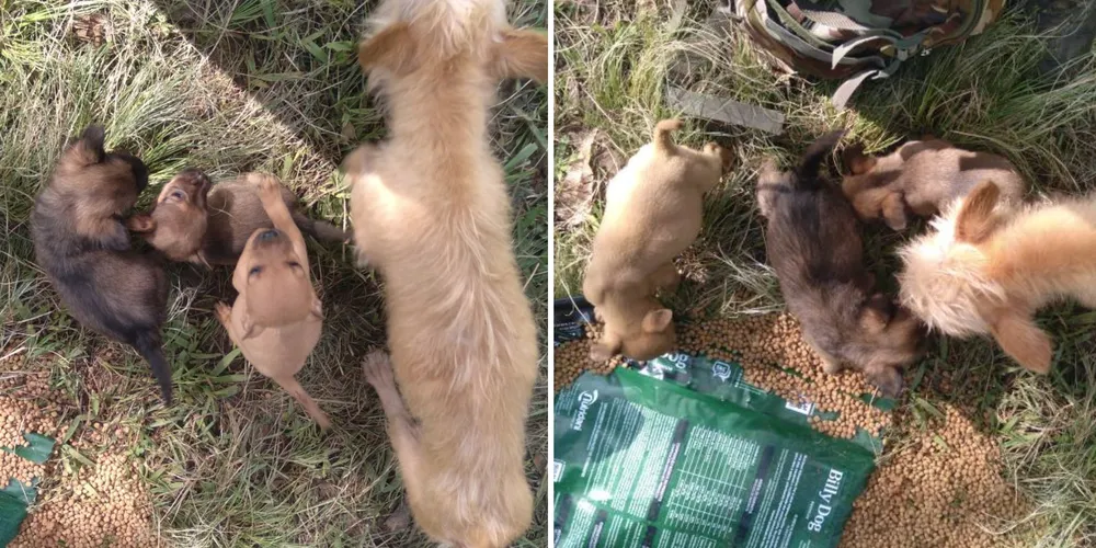 Os filhotes são machos