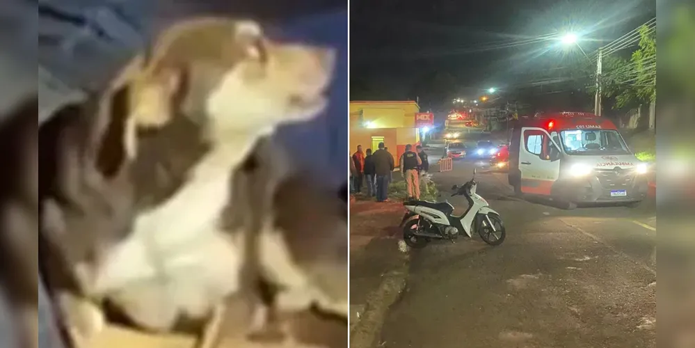 Socorristas encontraram o cão ao lado do corpo