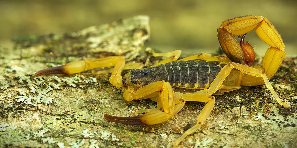 Espécie de escorpião que atacou o menino não foi divulgada