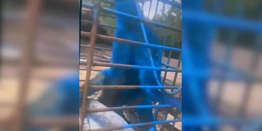 Homem é investigado após pintar macaco com tinta azul em MG