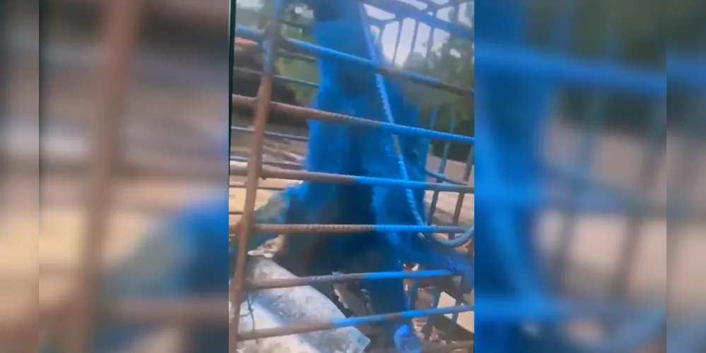 Homem é investigado após pintar macaco com tinta azul em MG