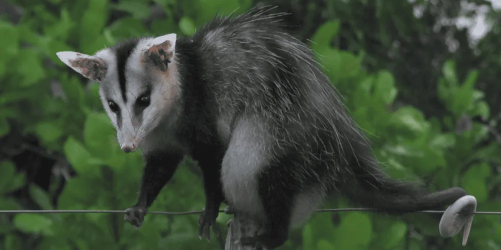 O gambé é um dos animais conhecidos pela prática
