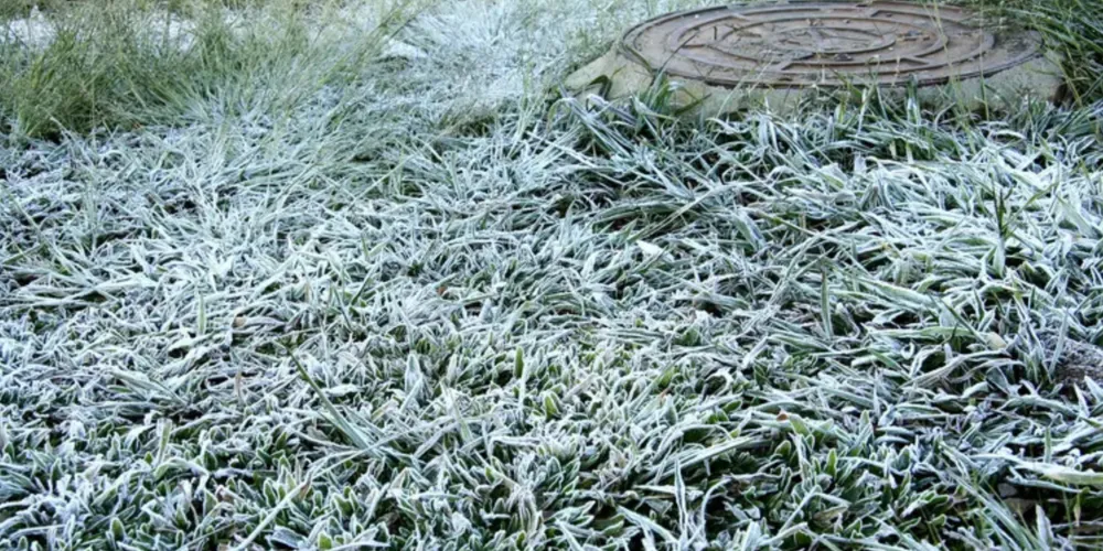 As baixas temperaturas atingiram cultivos em diferentes fases de desenvolvimento