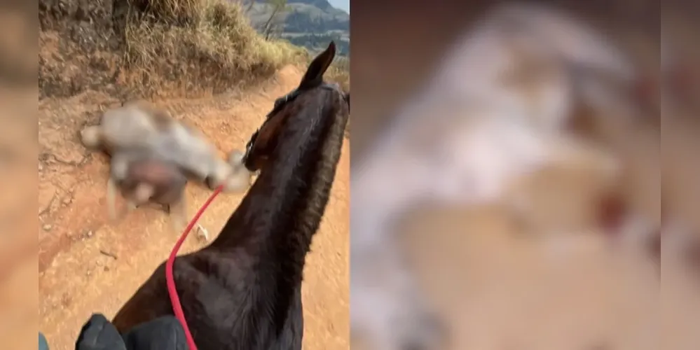 O cavalo não aguentou o percurso