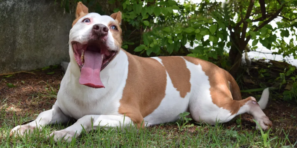 Medida propõe esterilização cirúrgica a partir dos seis meses de idade