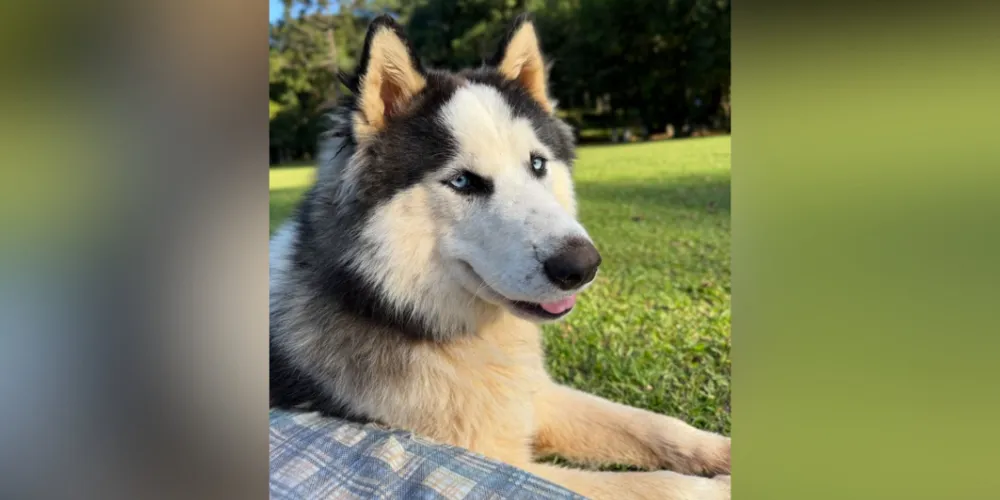 Bento desapareceu por volta das 17h30, nessa sexta-feira (27)