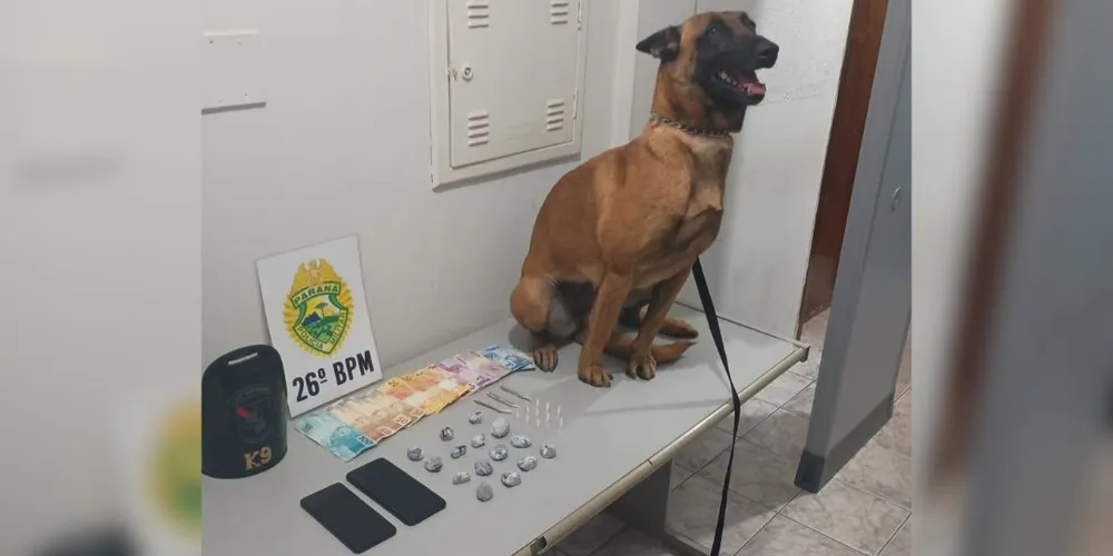 As drogas foram encontradas sob um tronco