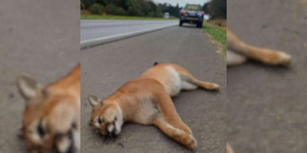 O animal estava no acostamento do KM 511 da BR-376