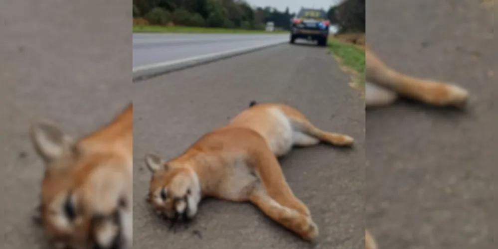 O animal estava no acostamento do KM 511 da BR-376