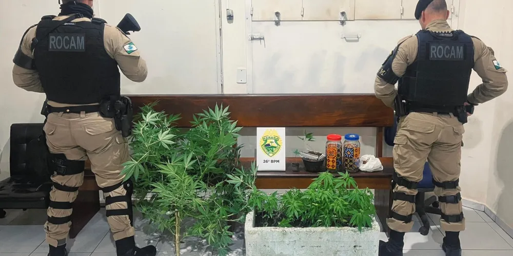 PM's apreenderam os pés de maconha