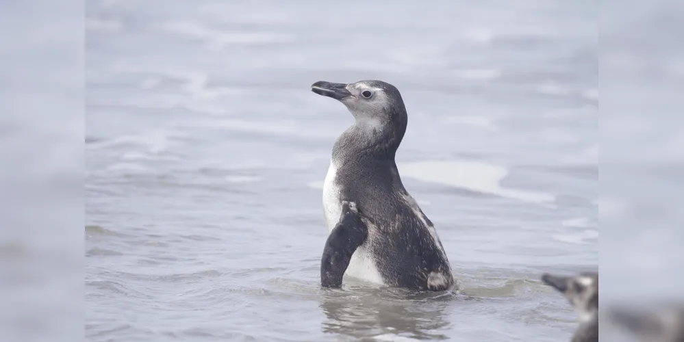 O pinguim-de-Magalhães é uma espécie migratória que todos os anos desloca-se para o norte