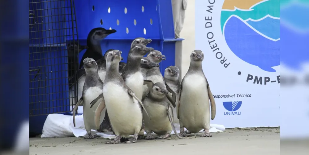 Pinguins sendo soltos ao mar aberto