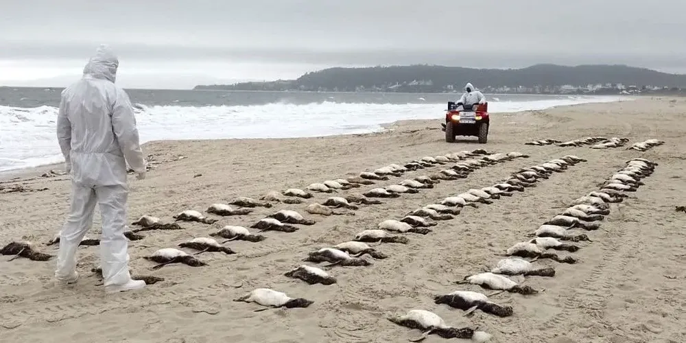 Os dados fazem parte do levantamento do PMP-BS (Projeto de Monitoramento de Paias da Bacia de Santos), instituição ligada à Petrobras