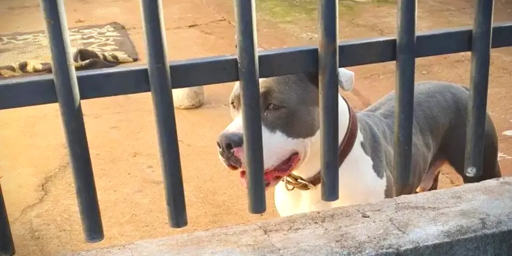 Dona do Pit Bull foi encaminhada à delegacia da Polícia Civil
