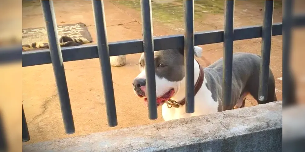 Dona do Pit Bull foi encaminhada à delegacia da Polícia Civil