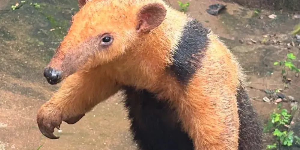 Posteriormente o IAT deve decidir qual será o destino do animal