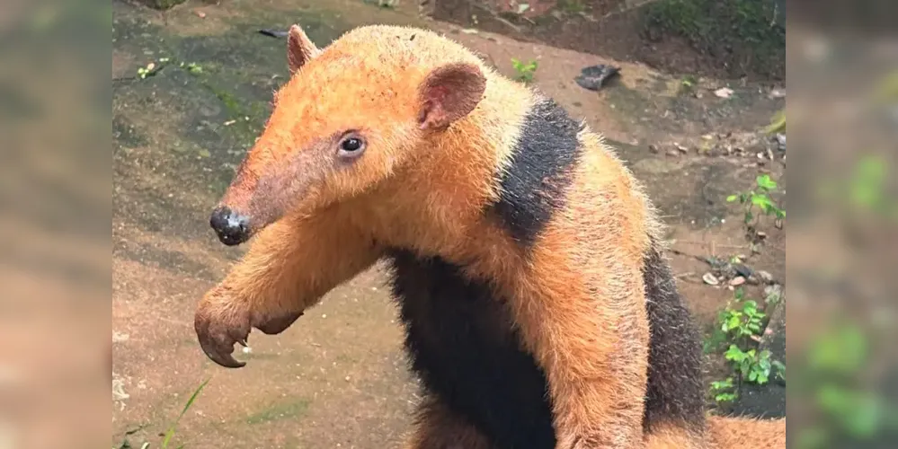 Posteriormente o IAT deve decidir qual será o destino do animal