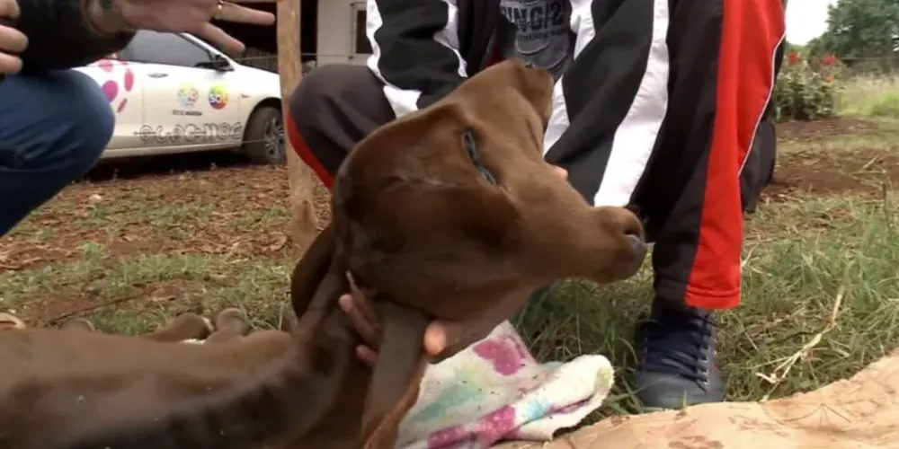 O animal nasceu no sítio de Felício, que havia se mudado para o local com a intenção de viver uma vida mais tranquila