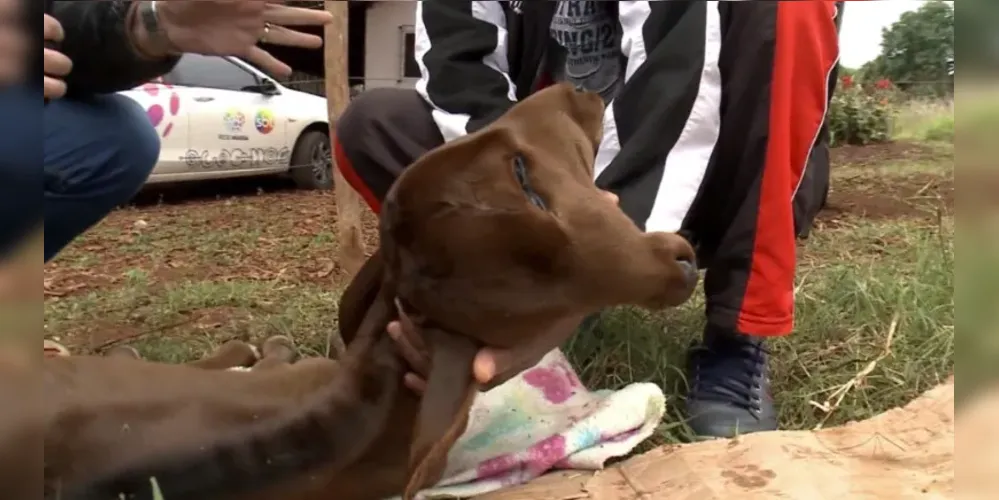 O animal nasceu no sítio de Felício, que havia se mudado para o local com a intenção de viver uma vida mais tranquila