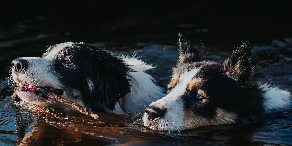 Black aparece à direita na imagem.