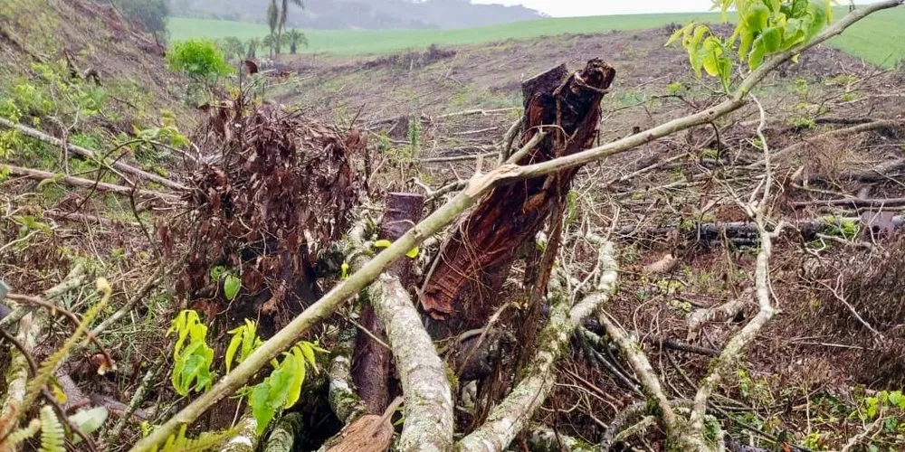 17 pinheiros-araucária derrubados e constatou a devastação de 12,85 hectares de mata nativa na comunidade de Marmeleiro