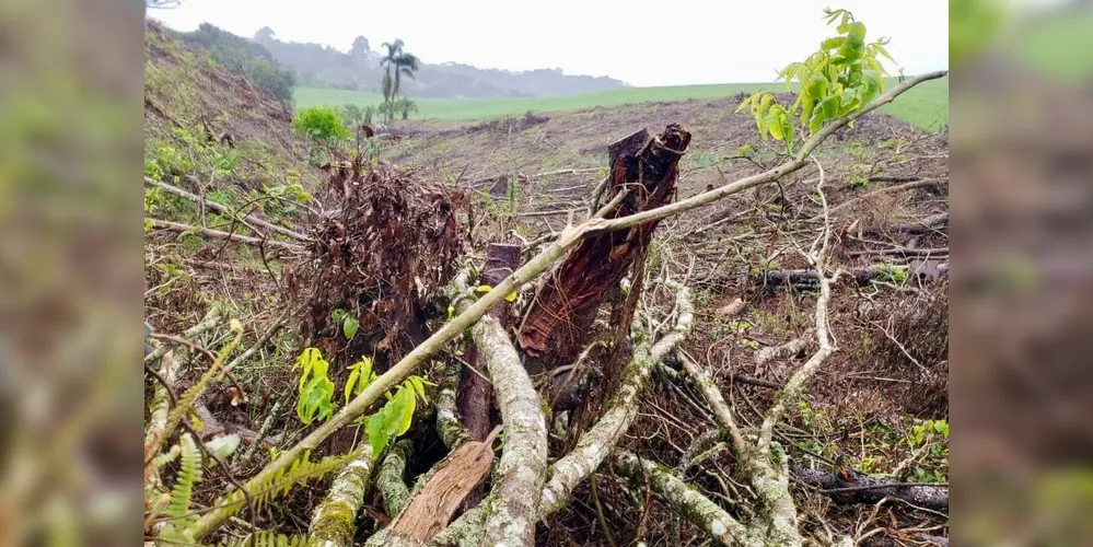 17 pinheiros-araucária derrubados e constatou a devastação de 12,85 hectares de mata nativa na comunidade de Marmeleiro