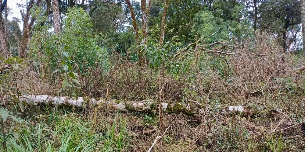 Infratores são autuados em R$ 174 mil por desmatamento em Mallet