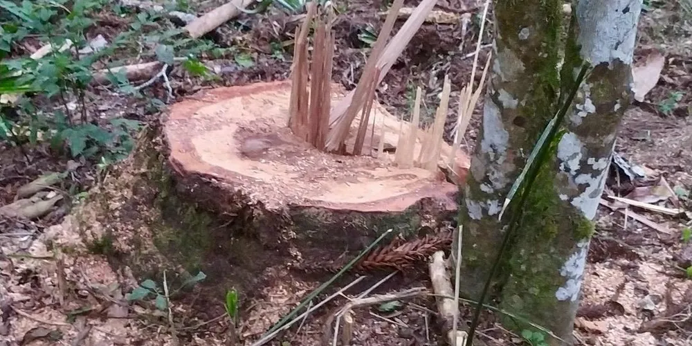 Polícia Ambiental combate pesca ilegal e desmatamento nos Campos Gerais
