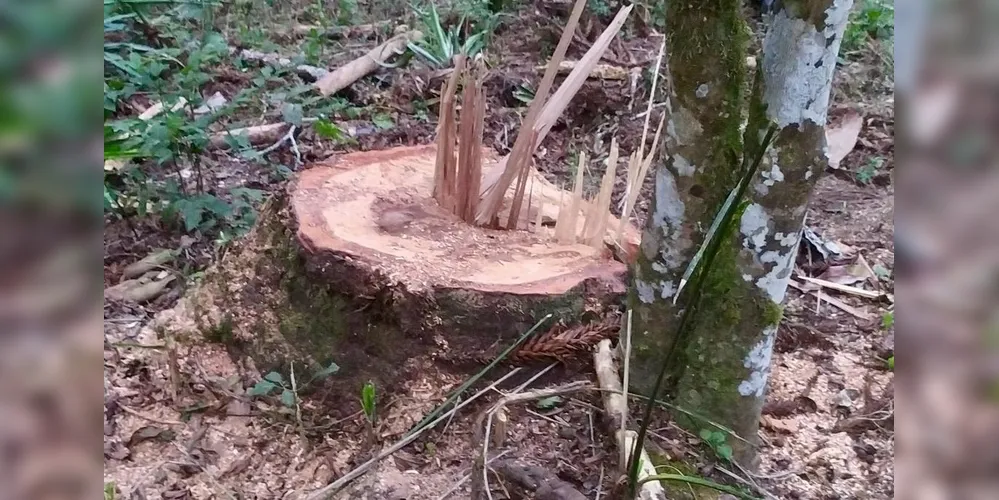Polícia Ambiental combate pesca ilegal e desmatamento nos Campos Gerais