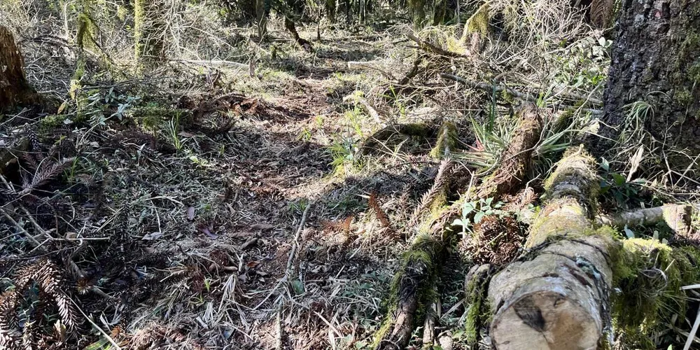 Os crimes cometidos no local