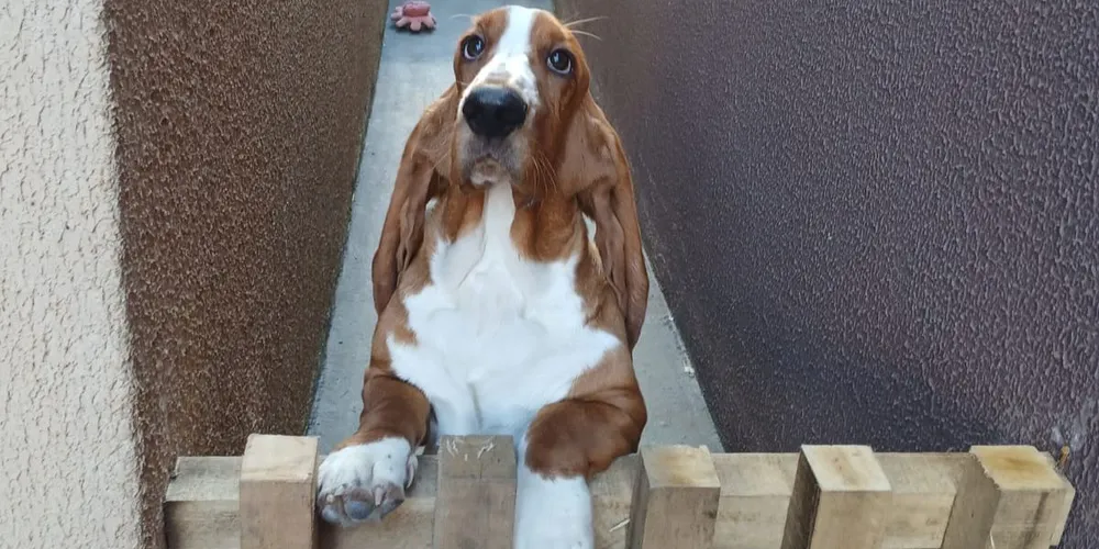 Alvin desapareceu na madrugada de sexta-feira (18)