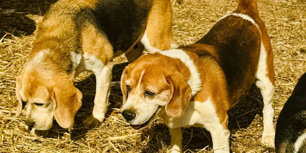 Luppy e Bolota foram localizados após publicação de matéria sobre o desaparecimento