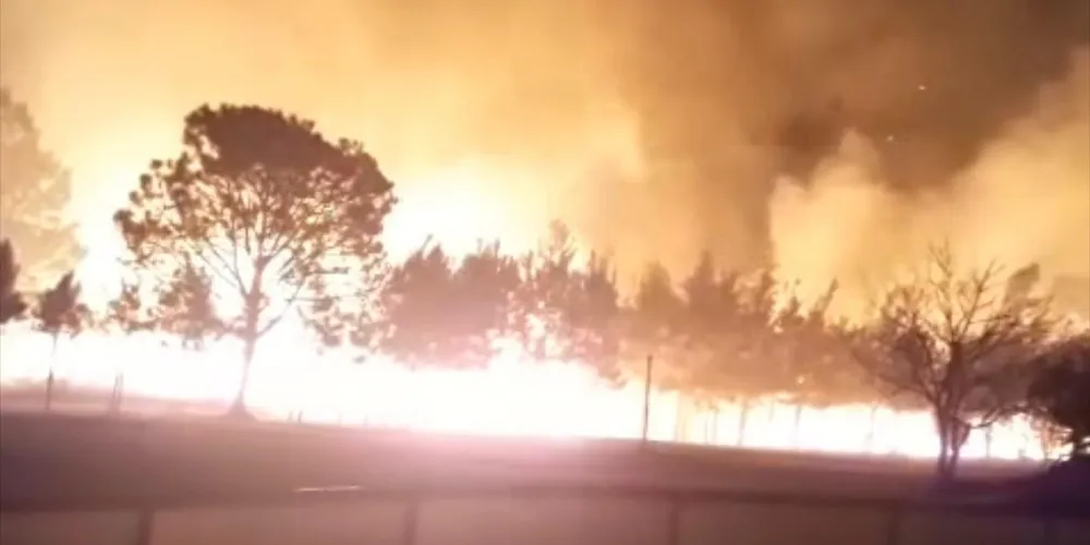 Fogo alcançou a vegetação e queimou árvores