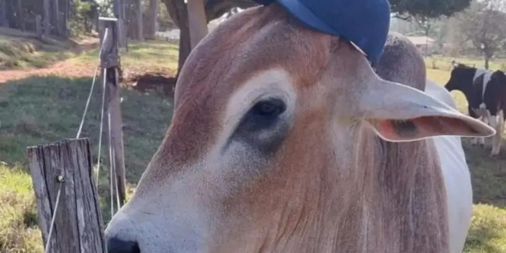 Após furto, touro criado como pet é encontrado pela família